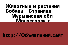 Животные и растения Собаки - Страница 10 . Мурманская обл.,Мончегорск г.